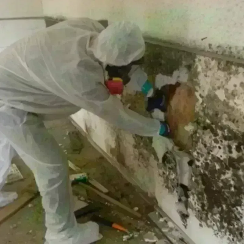 Mold Remediation and Removal in Great Falls, VA